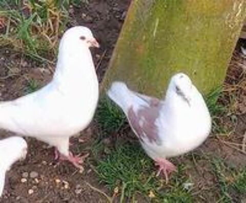  Pigeons de chair mles reproducteurs 