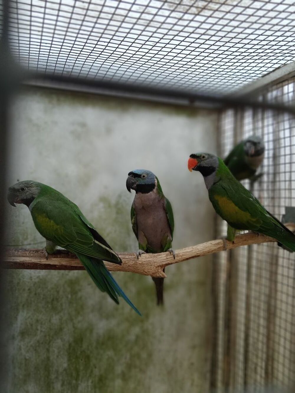   oiseaux perruches derby 