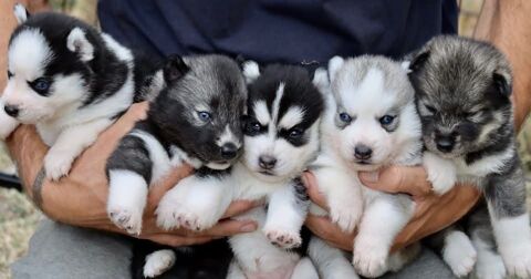 Chiot Husky LOF 1800 73000 Chambéry