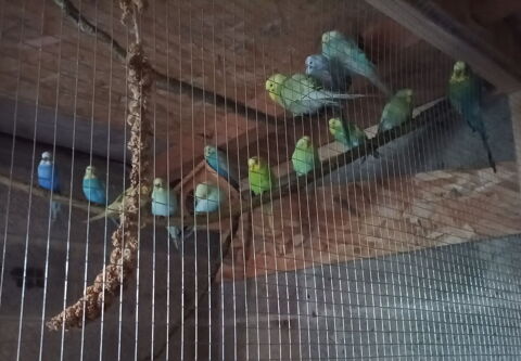 perruche 10 80490 Limeux