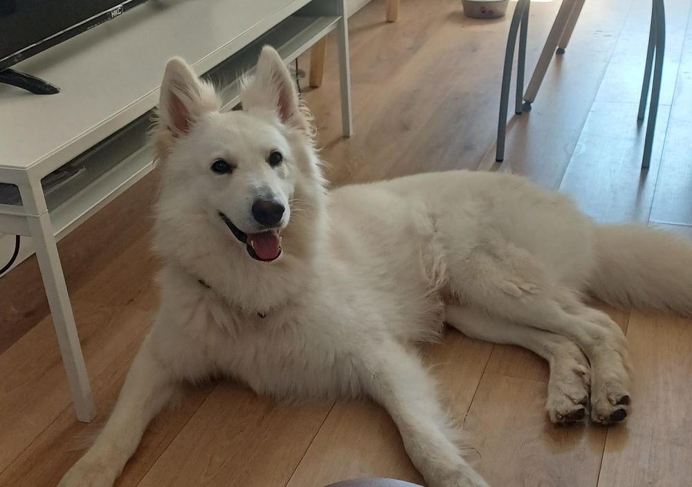   Snow, 4 ans, cherche de bons adoptants  