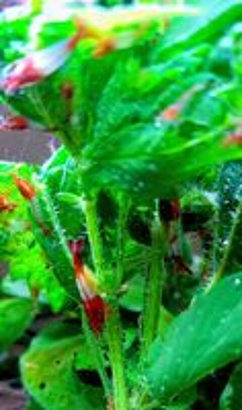   Crevettes Rili red 