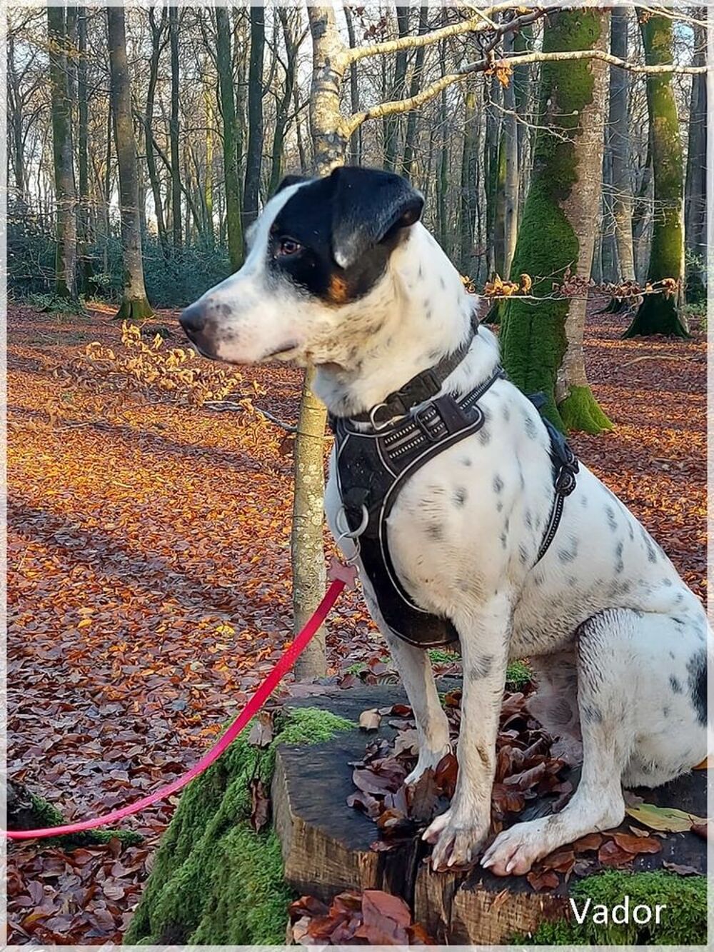   Vador l'adorable petit guerrier tripatte 