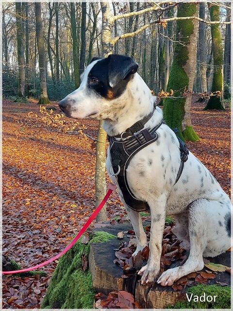 Vador l'adorable petit guerrier tripatte 50 76480 Jumi�ges