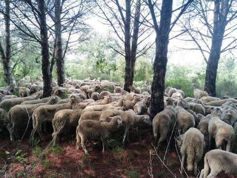 engrais naturel 50 Gigean (34)