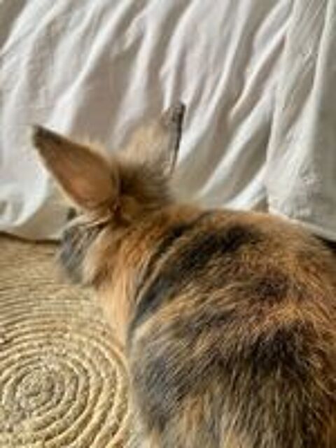   Lapins nains angora 