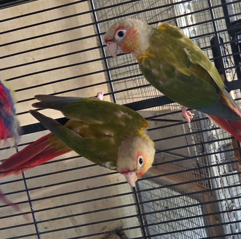   Conure pyrrhura molinae ananas mâle  