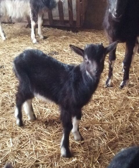 Chevreau Bouc Poitevin 79800 Pamproux