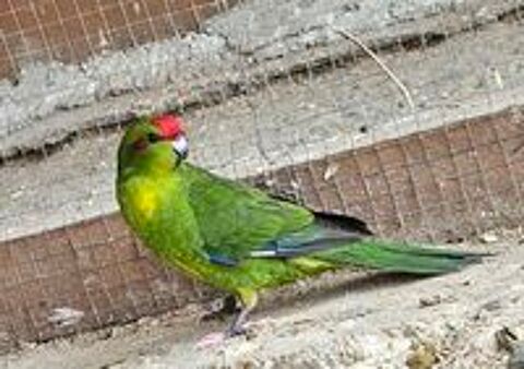   Kakariki  