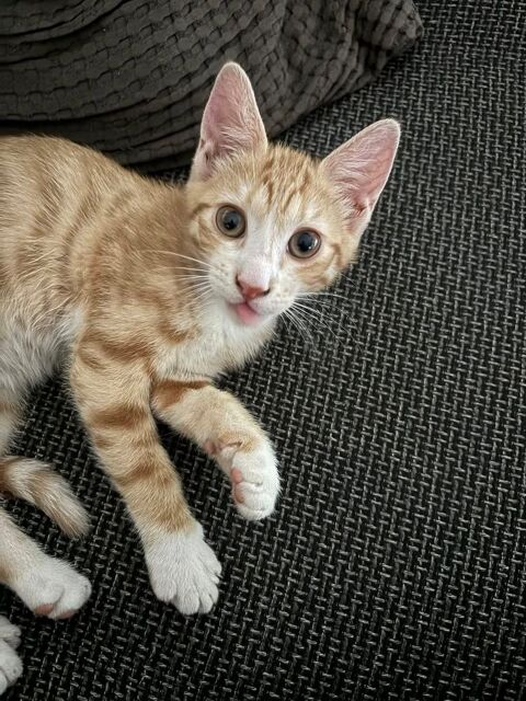 NOUGAT à l'adoption 0 26290 Donzre