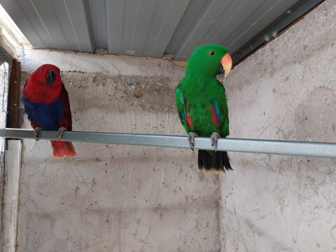Couple d eclectus 1000 62217 Beaurains