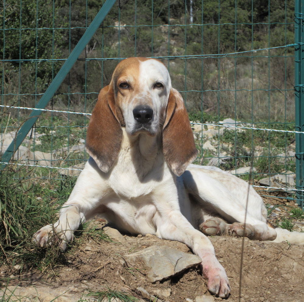   Max est à l'adoption! 