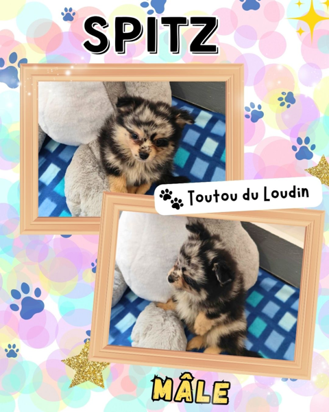 Chiot spitz m&acirc;le 1200 18140 Pr�cy