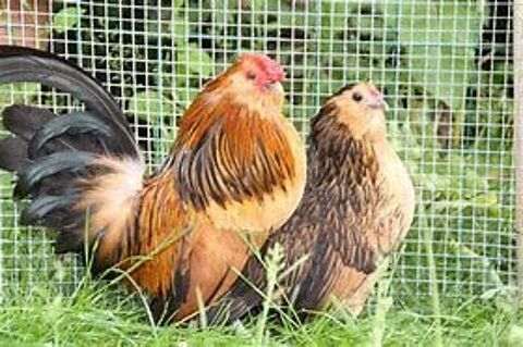 Poule Barbu d Anvers 39 77540 Courpalay