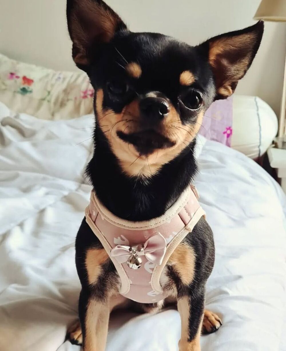   Ulysse, magnifique Chihuahua LOF noir et feu à poil court 