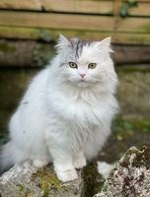  DISPARITION CHAT POILS LONG BLANC  