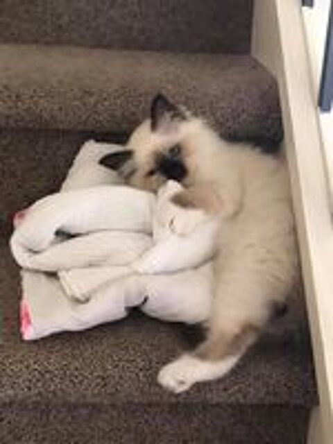   Mignons chatons sacré de Birmanie disponible  