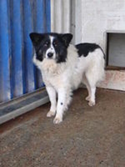   Houston à l'adoption 
