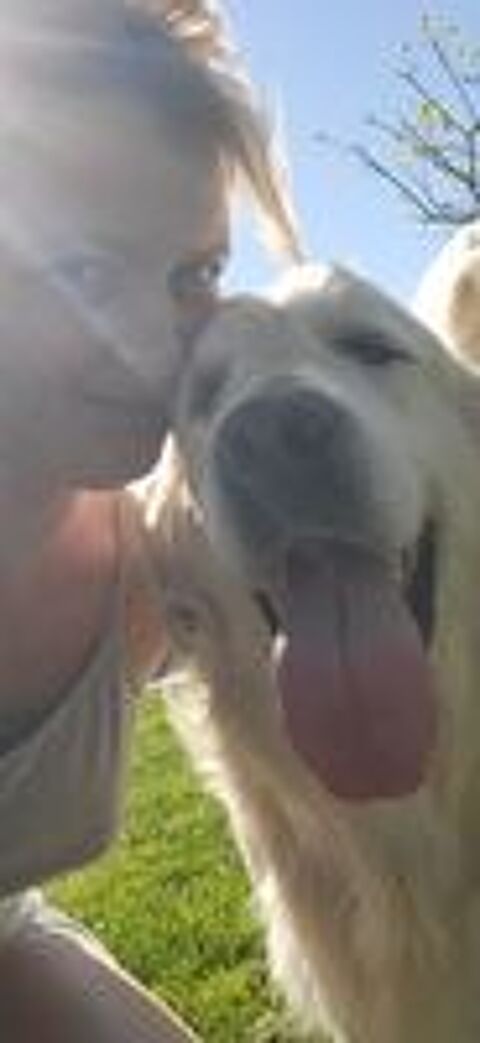   Chiot Golden retriever  