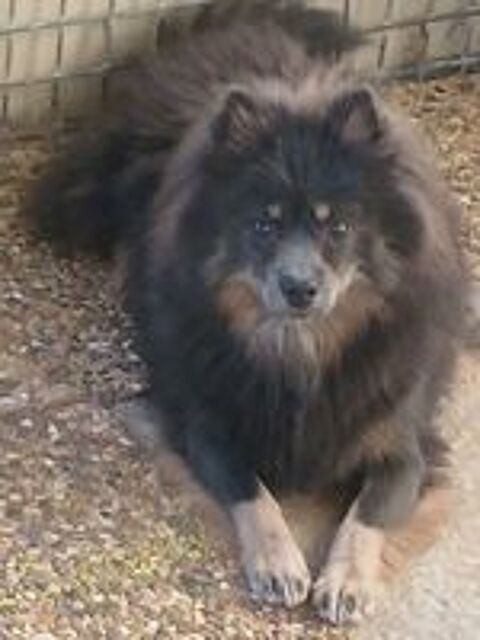   Femelle pomsky F3  