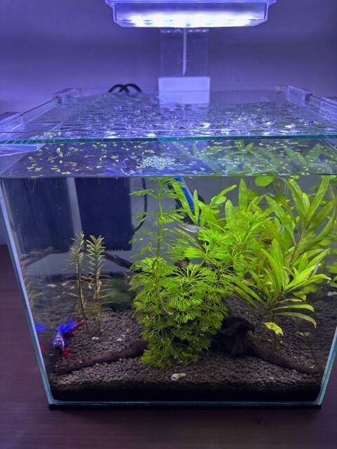 Aquarium Nano environ 20l (2 sur 2) 50 92500 Rueil-malmaison
