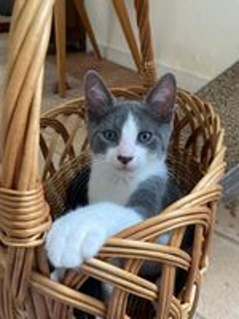   Henry un adorable chaton au beau pelage blanc & gris 