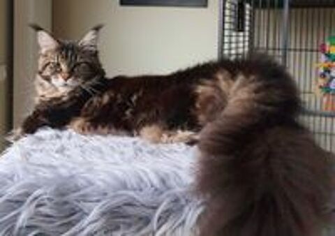   A rserver magnifiques chatons Maine Coon origine russe 