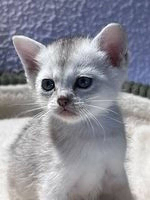   Chatons Burmilla ? Race rare et exceptionnelle  