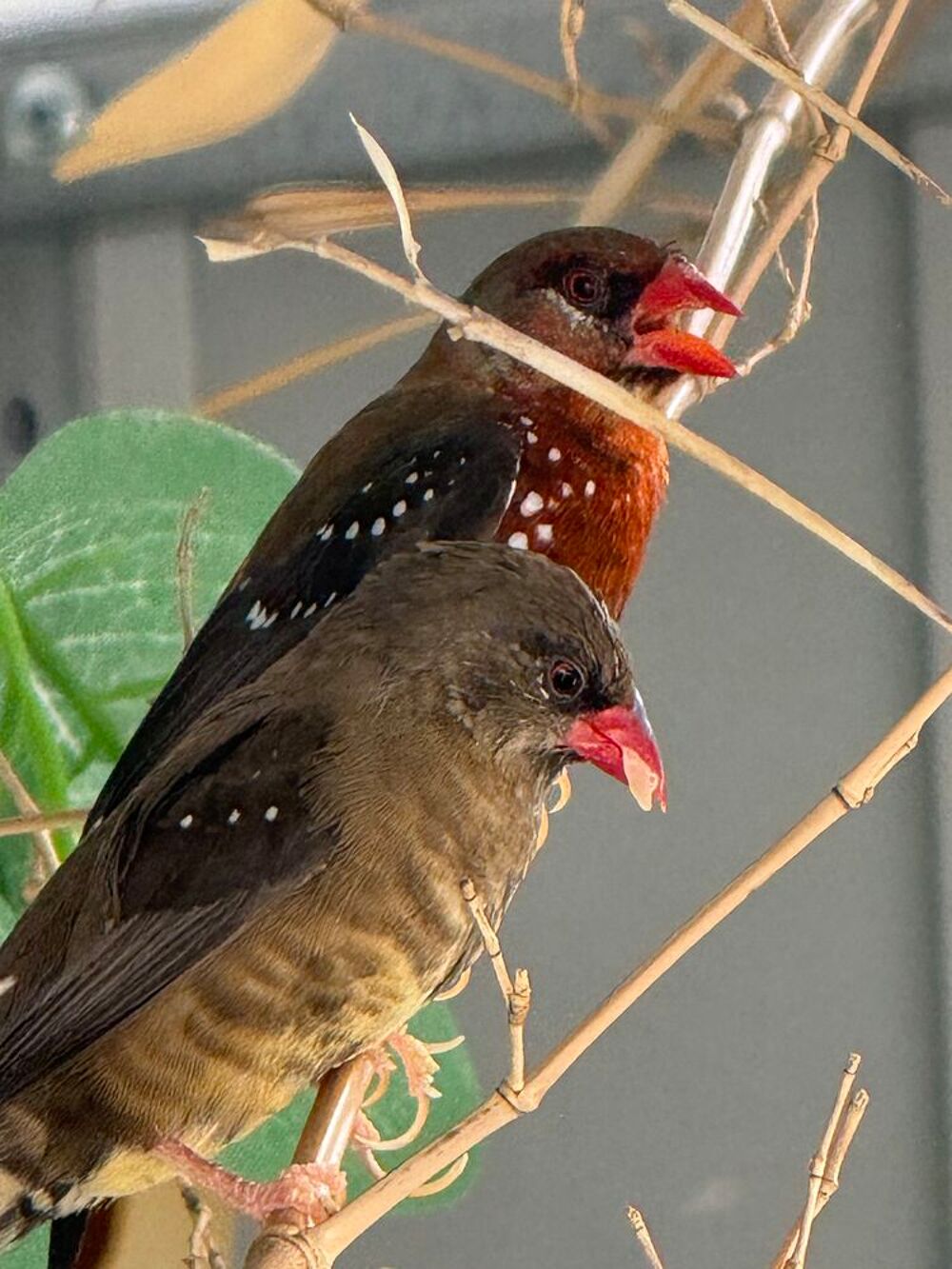   Couple bengali rouge  