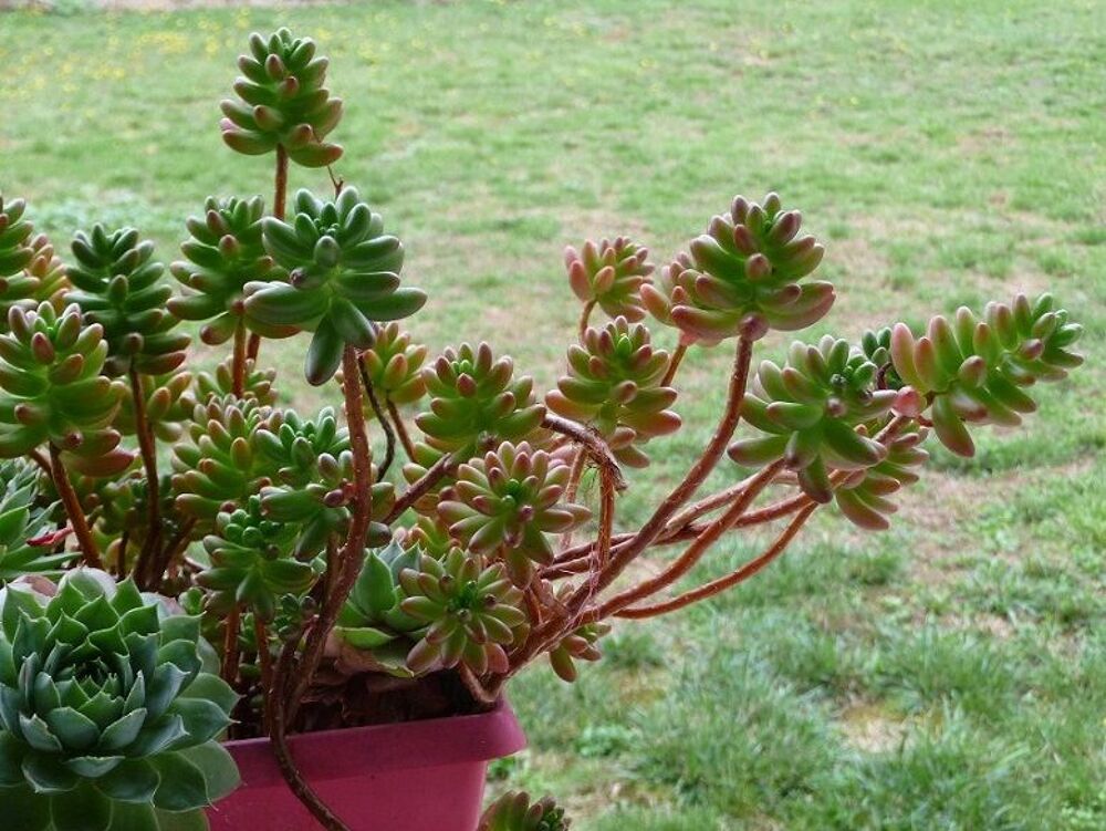 Boutures de plantes grasses diverses vari&eacute;t&eacute;s Jardin