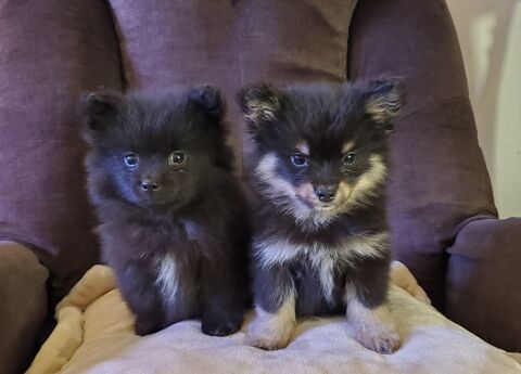 Adorables chiots Pomsky F3 mini  1500 31310 Montbrun-bocage