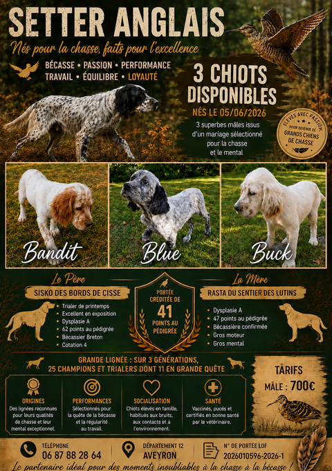 Chiots Setter Anglais 700 12100 Millau