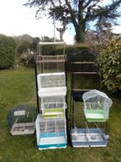   cages oiseaux 