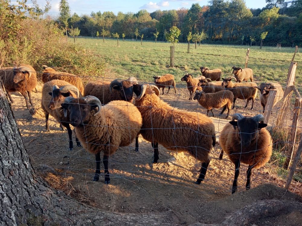   Agneaux Shetland  