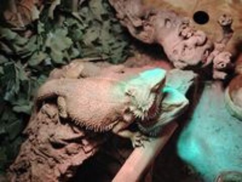   Couple Pogona  