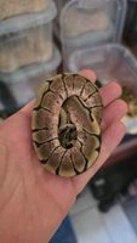   Juvéniles 2 mois Python Royal (régius) 