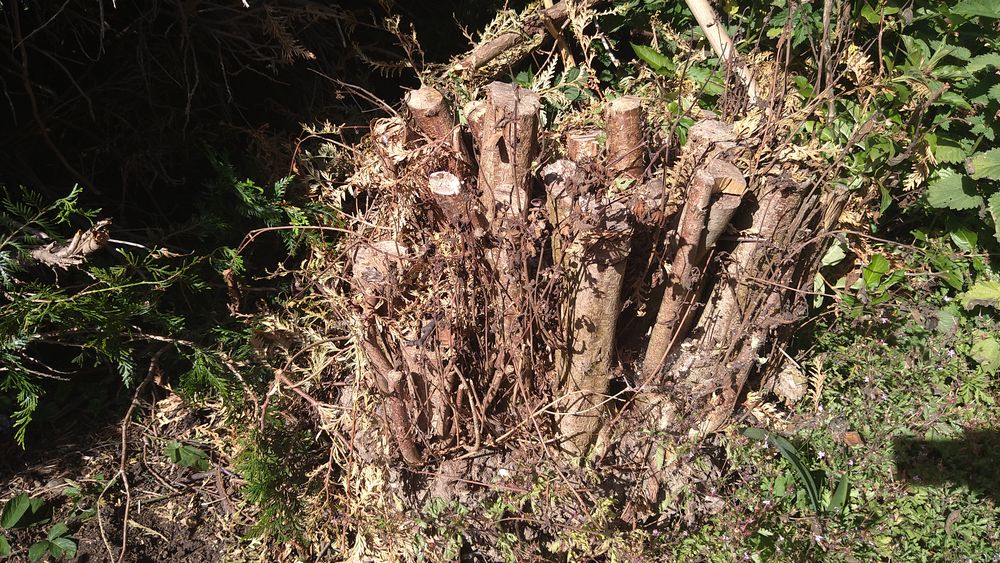 Donne souches de bois Jardin