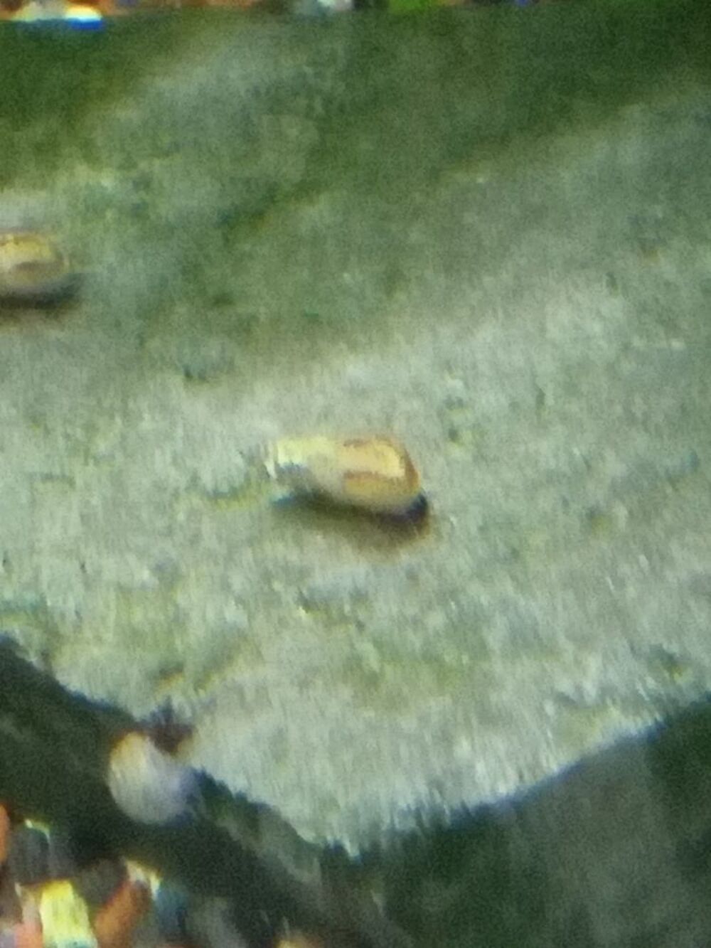   Mlanoides ( escargots d'aquarium ) 