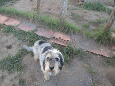  Donne chienne de chasse GBG LOF  