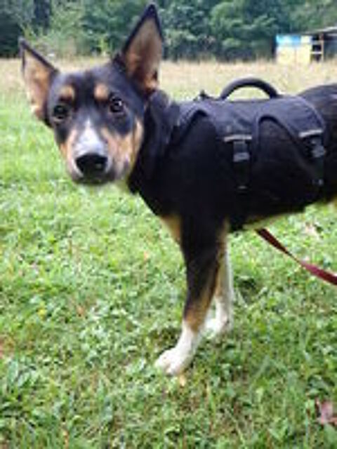   Vito à l'adoption 