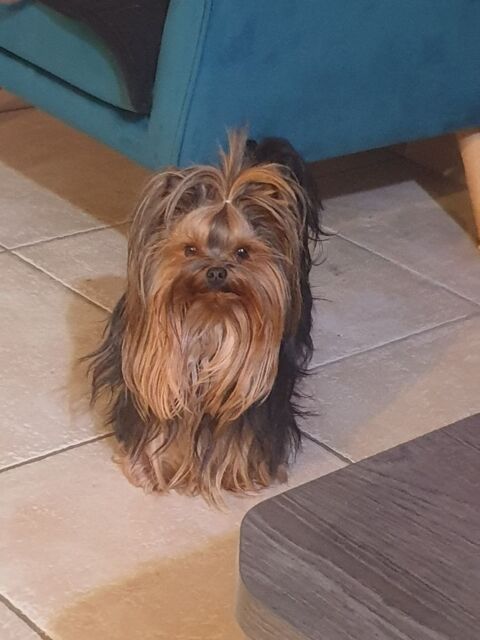 Femelle Yorkshire de 4 ans 1200 38210 Saint-quentin-sur-is�re