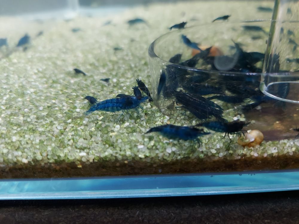   Crevettes bleues neocaridina blue velvet  