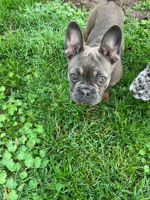 Chiot femelle bouledogue français payable en 4 fois  750 45210 Ferrires-en-gtinais
