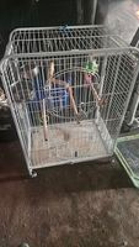   Cage perroquet  