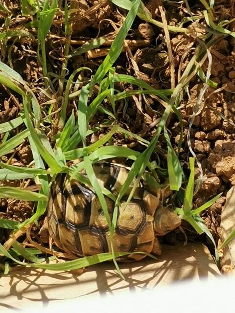 tortues de deux ans GRAECA 70 34430 Saint-jean-de-vdas