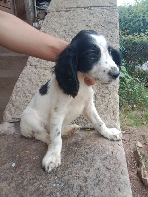 Cocker 0 71250 Cluny