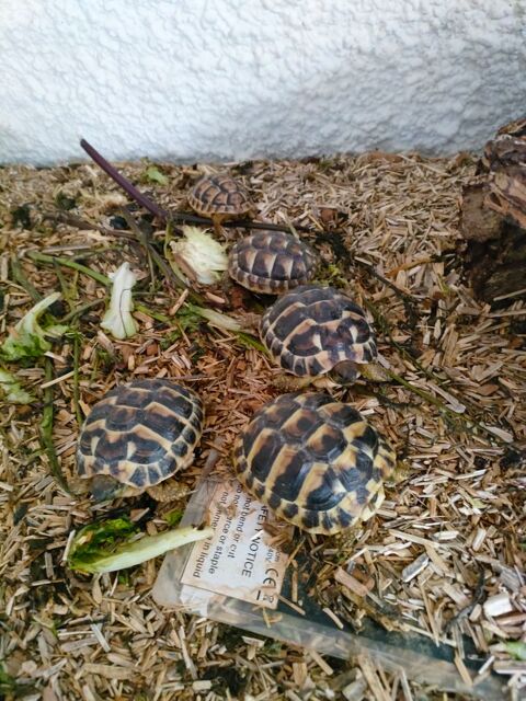 tortue 90 66300 Llauro