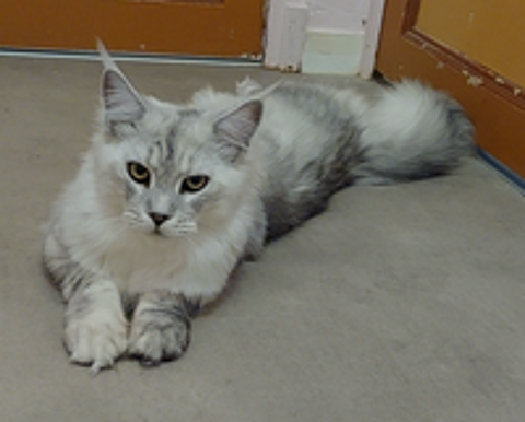   chaton femelle Maine Coon LOOF 