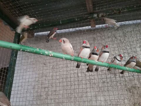 Oiseaux diamants .mandarins, calfats 30430 Barjac