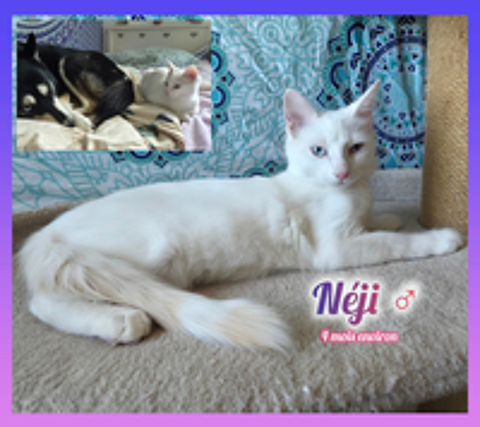  Néji à l'adoption 